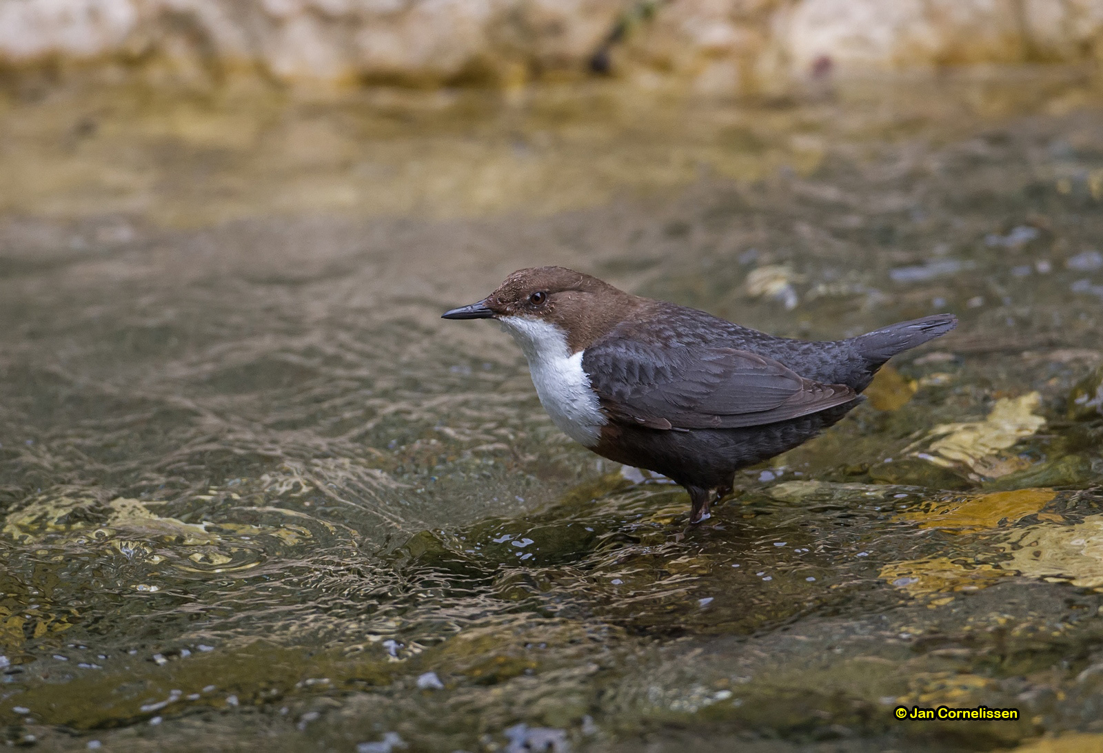 Waterspreeuw - Dipper - Cinclus cinclus