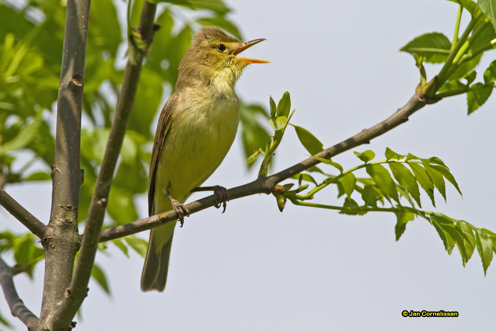 Orpheusspotvogel - Melodious Warbler - Hippolais polyglotta