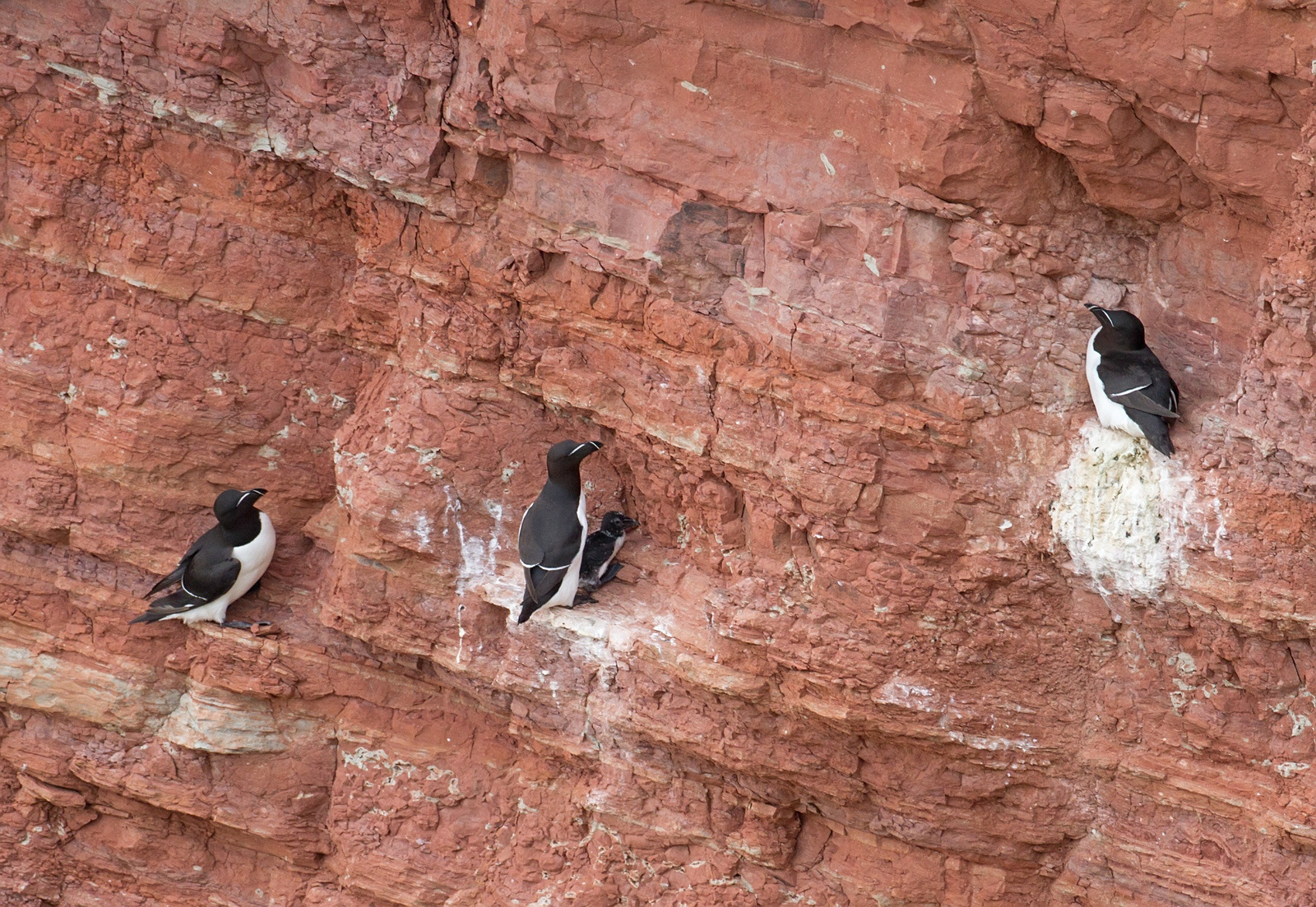 Alken - Razorbill - Alca torda