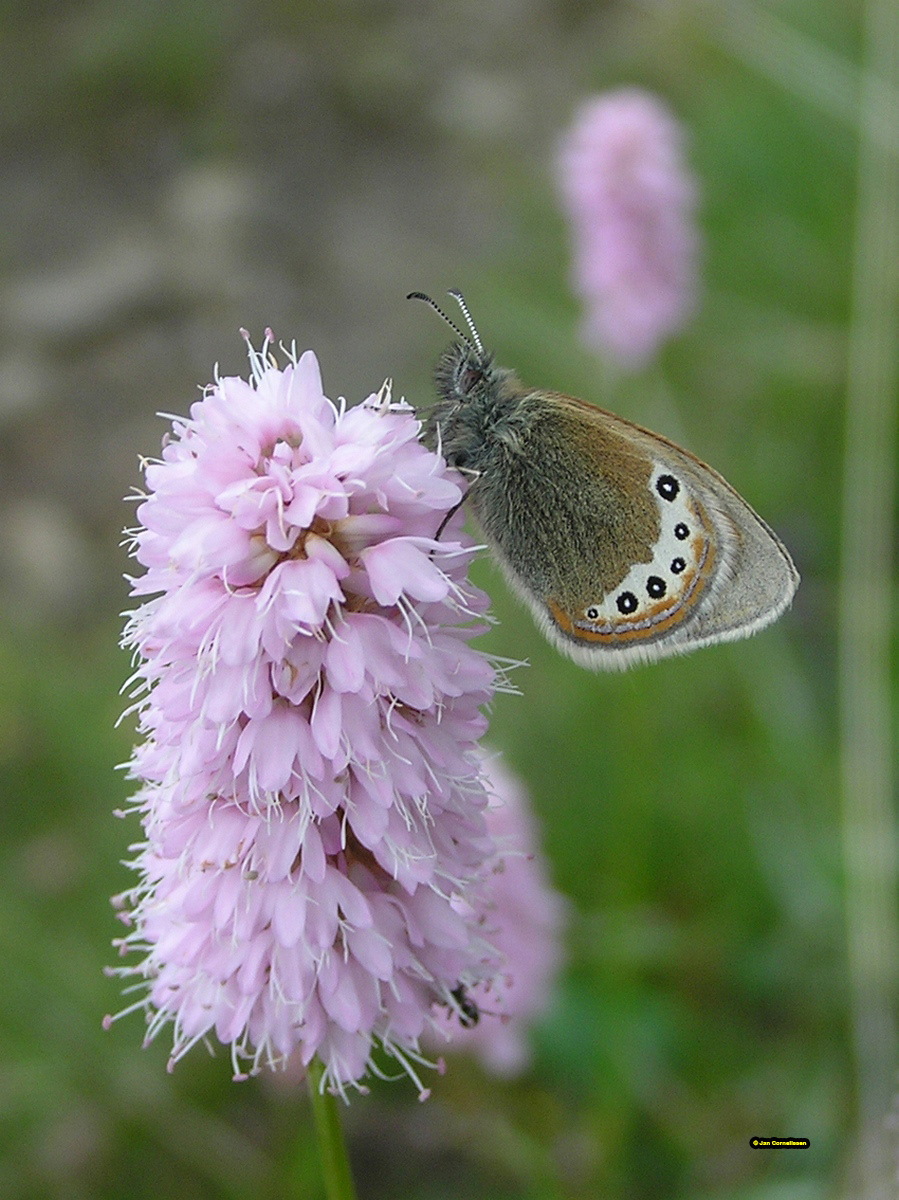 Alpenhooibeestje - Coenonympha gardetta (Oostenrijk) 2004