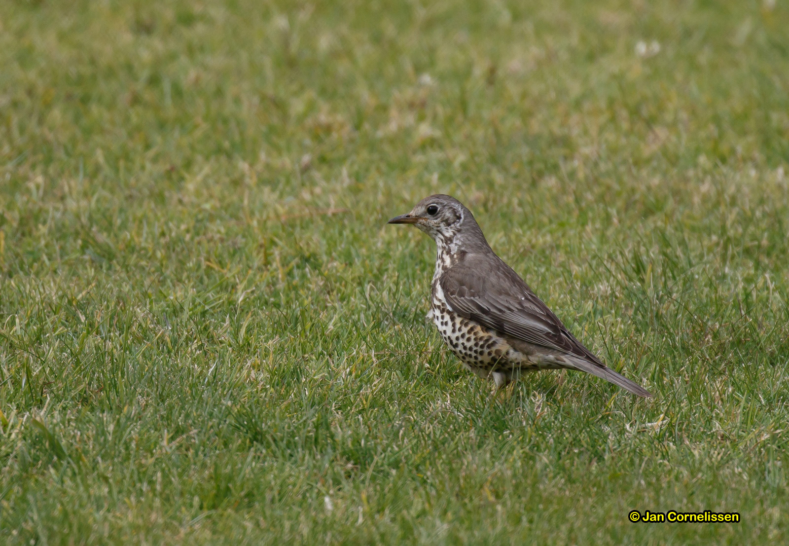 Grote lijster - Mistle Thrush - Turdus viscivorus