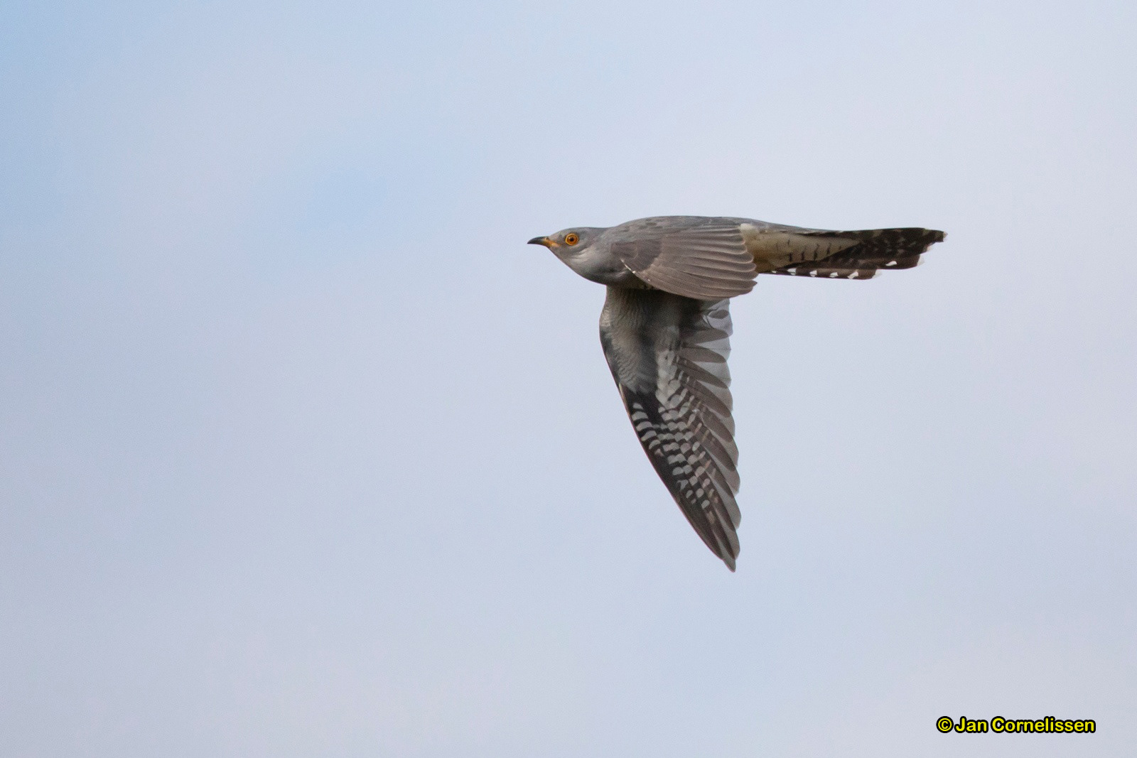 Koekoek - Cuckoo - Cuculus canorus (Pelt, B)