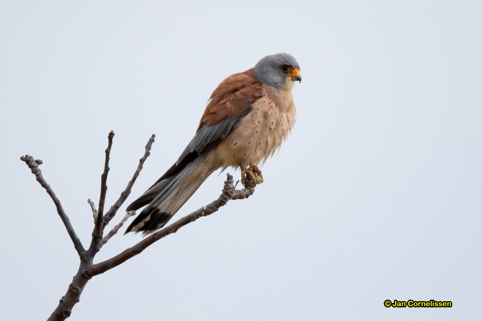 Kleine torenvalk ♂ - Lesser Kestrel - Falco naumanni (Kalamokastro, KR), 8-5-2019