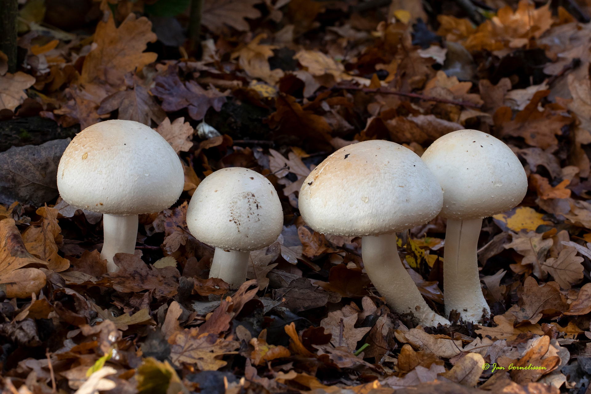 Karbolchampignon (Bree, B)