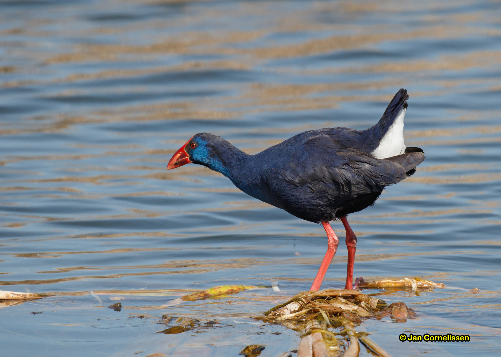 Purperkoet - Purple Gallinule - Porphyrio porphyrio