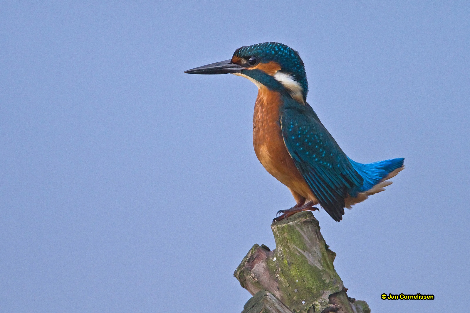 IJsvogel