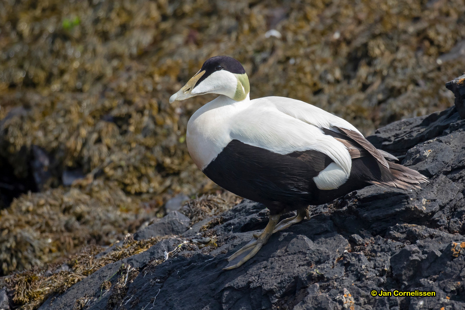 Eider - Eider - Somateria mollissima