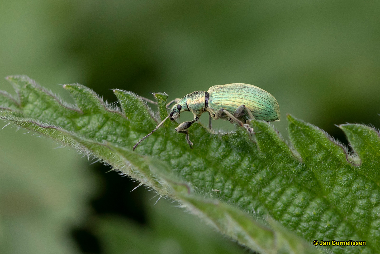 Groene bladsnuitkever - Phyllobius pomaceus (Pelt, B)
