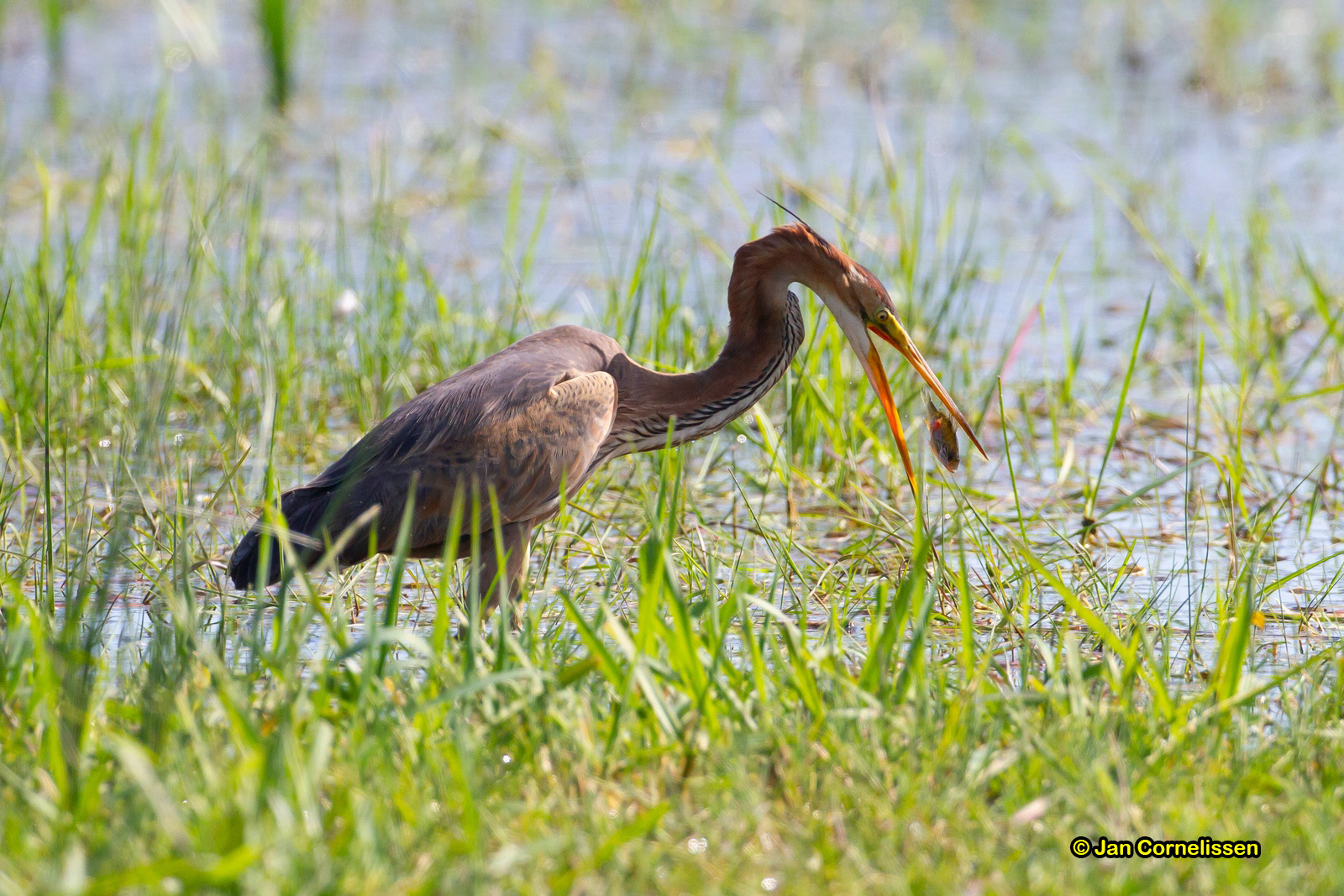 Purperreiger - Purple Heron - Ardea purpurea