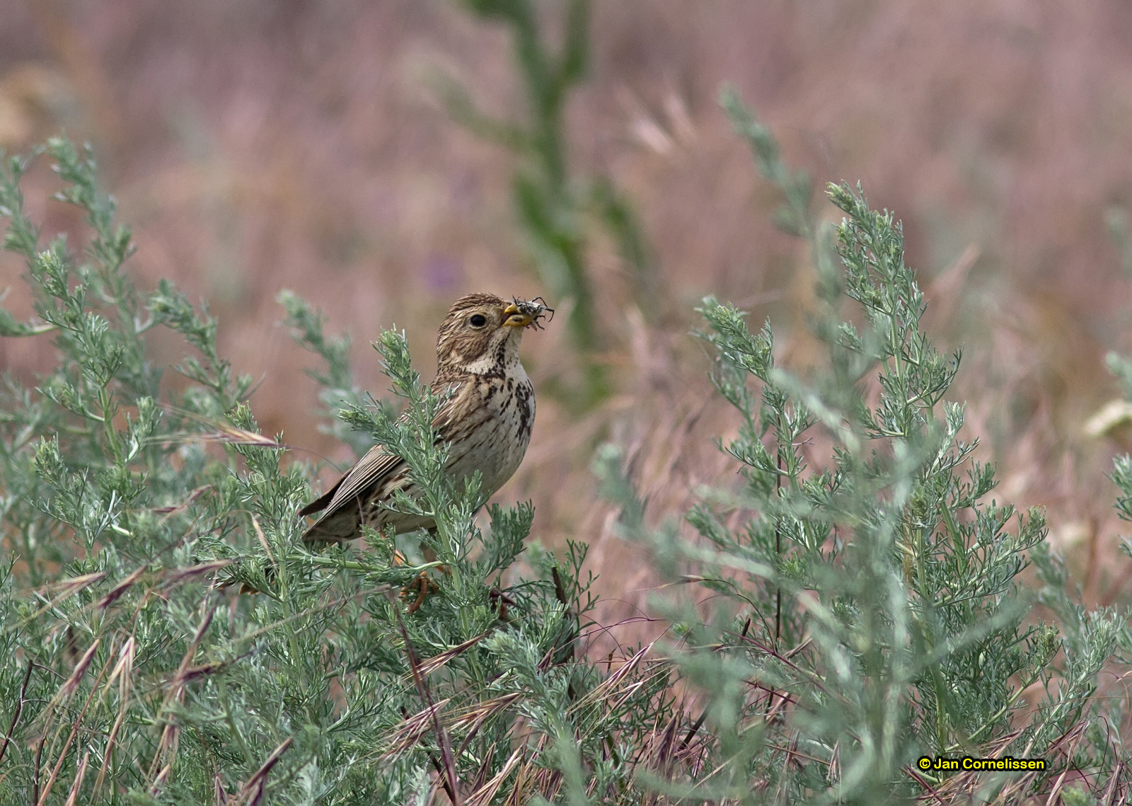 Grauwe gors - Corn Bunting - Miliaria calandra