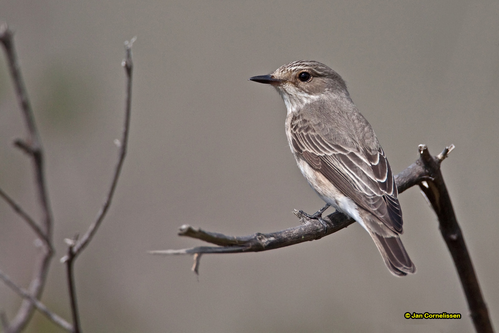 Grauwe vliegenvanger - Spotted Flycatcher - Muscicapa striata