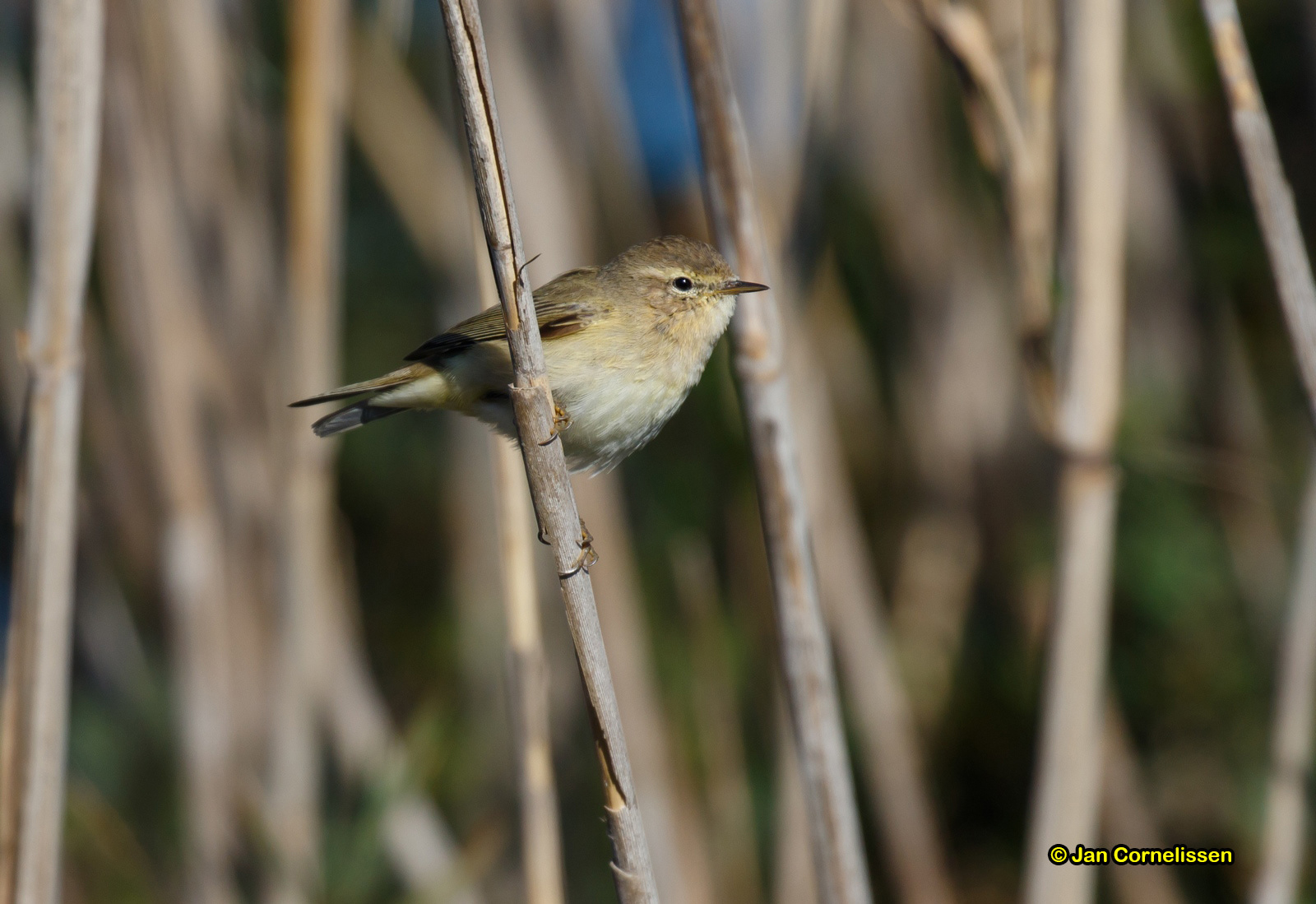Tjiftjaf - Chiffchaff - Phylloscopus collybita