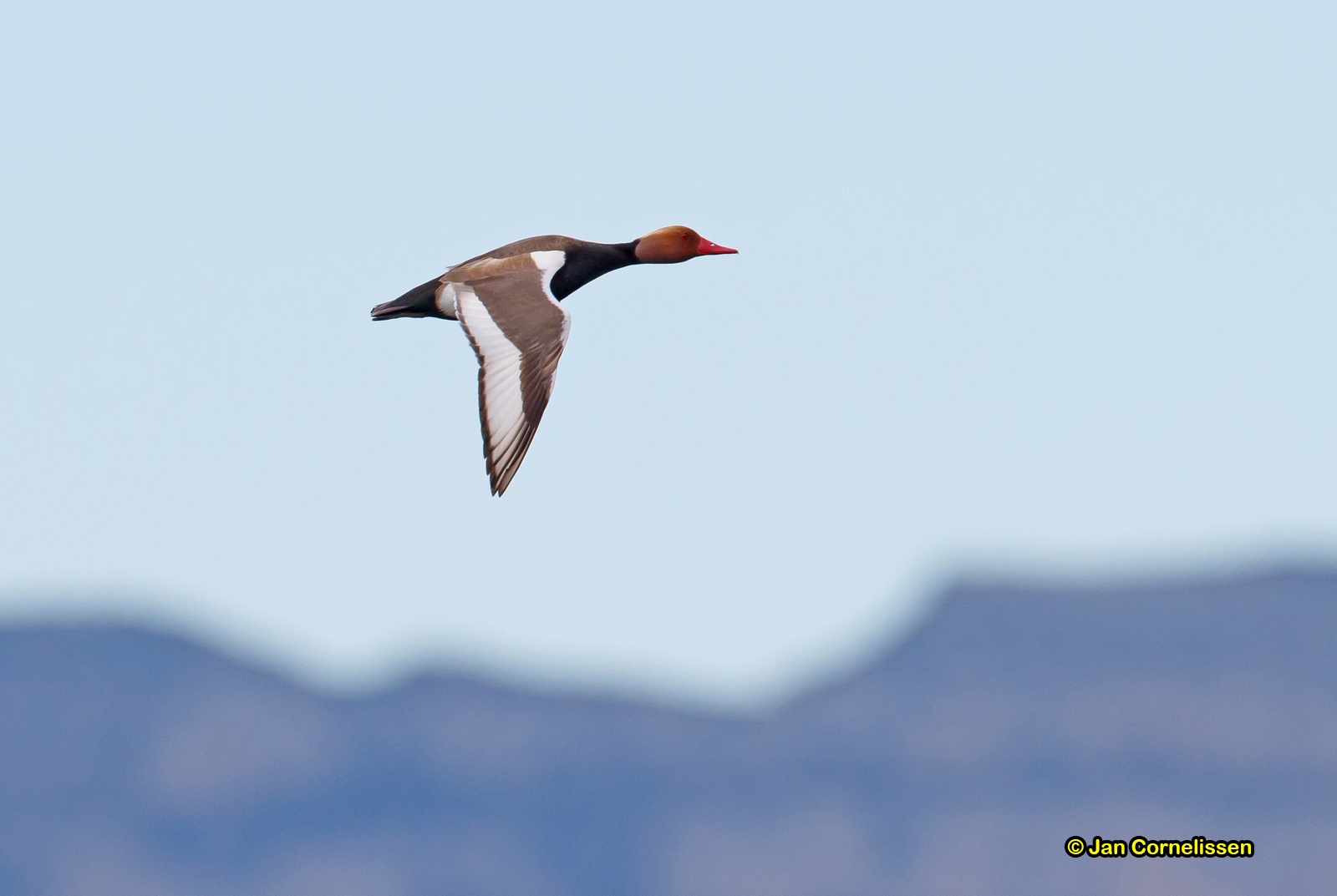 Krooneend - Red-crested Pochard - Netta rufina