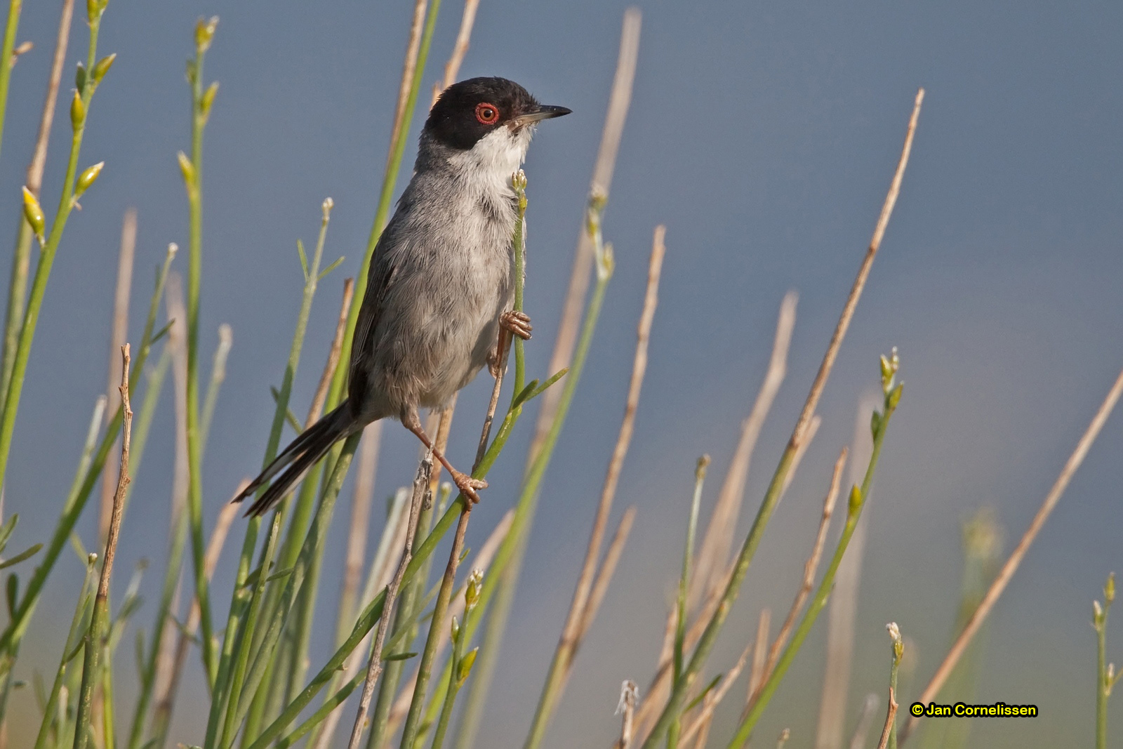 Kleine zwartkop - Sardinian Warbler - Sylvia melanocephala
