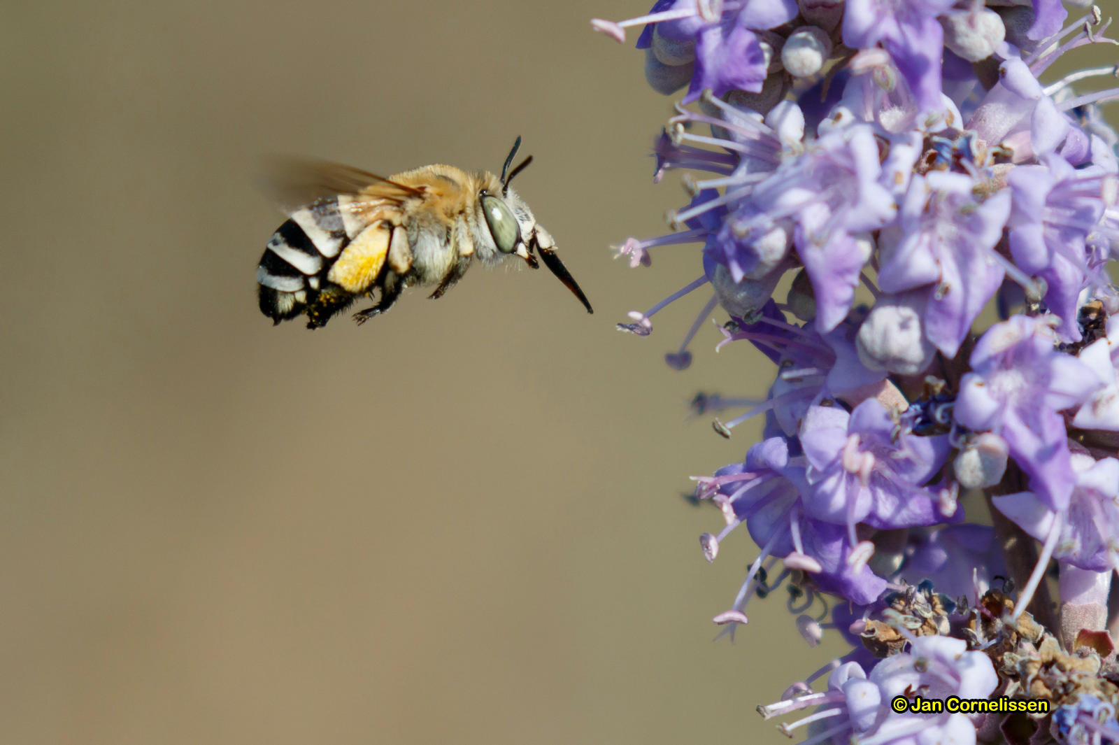 Anthophora albigena
