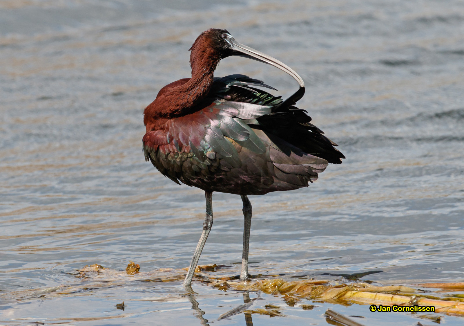 Zwarte ibis - Glossy Ibis - Plegadis falcinellus