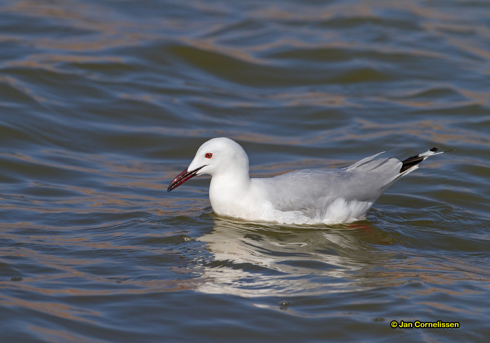 Dunbekmeeuw -Slender-billed Gull Larus genei