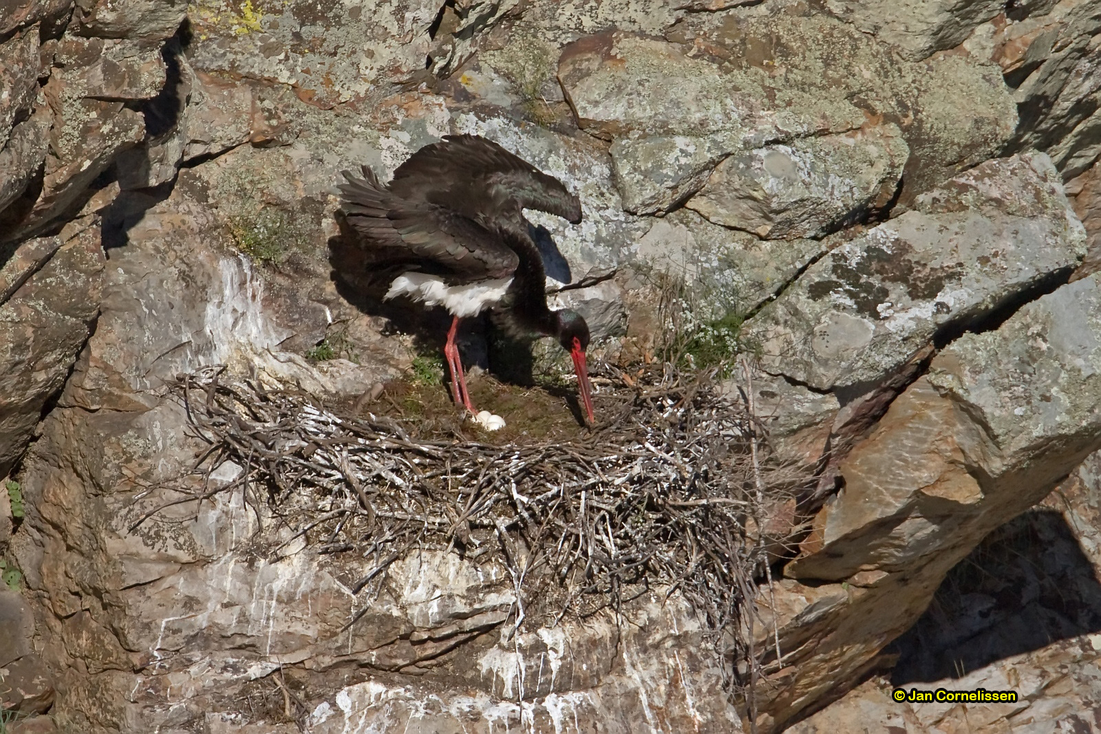 Zwarte ooievaar - Black Stork - Ciconia nigra