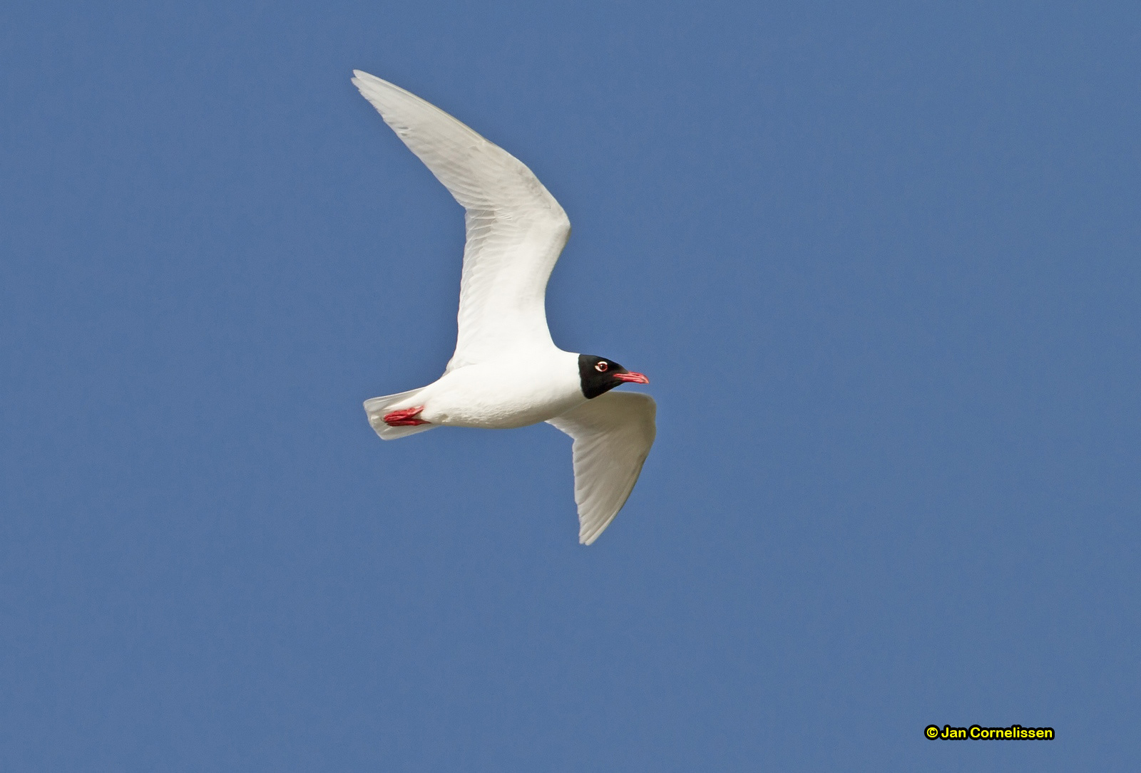 Zwartkopmeeuw - Mediterranean Gull - Larus melanocephalus