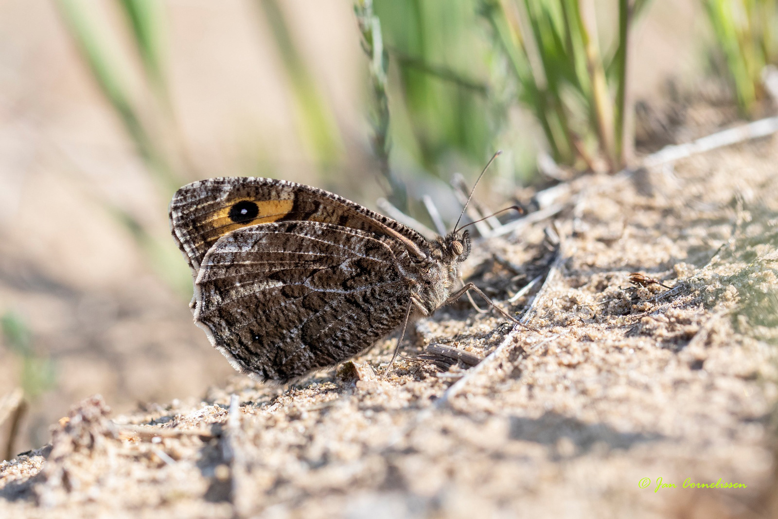 Heivlinder - Hipparchia semele (Pelt, B), 2020
