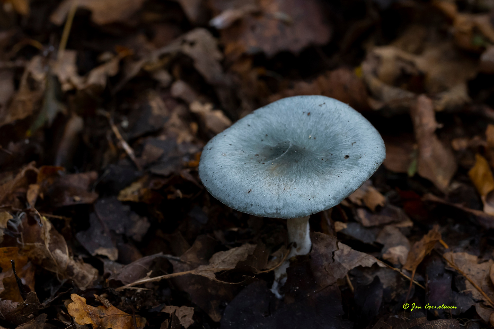Groen anijstrechterzwam