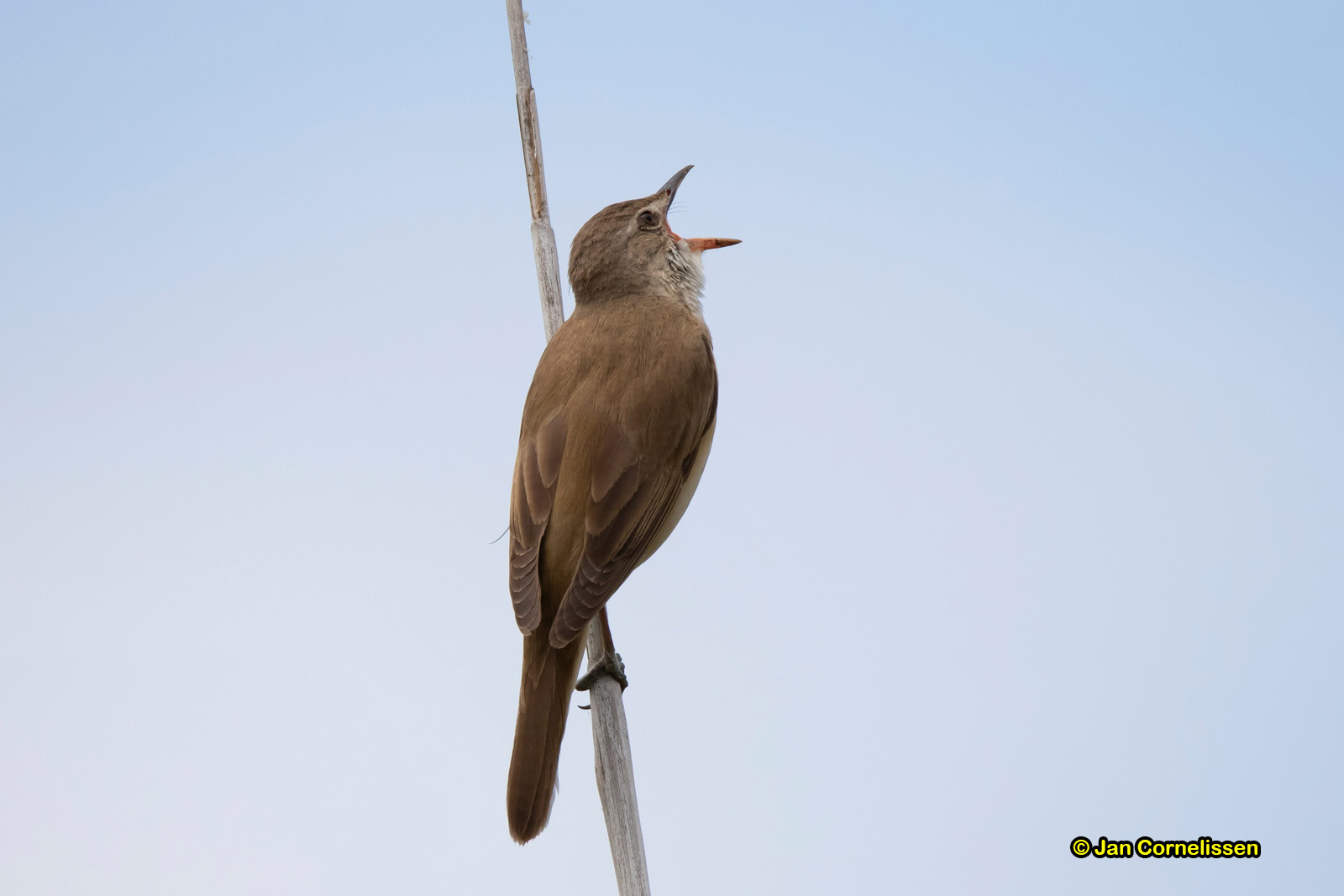 Grote karekiet - Great Reed Warbler - Acrocephalus arundinaceus (Kerkinimeer, GR), 12-5-2019