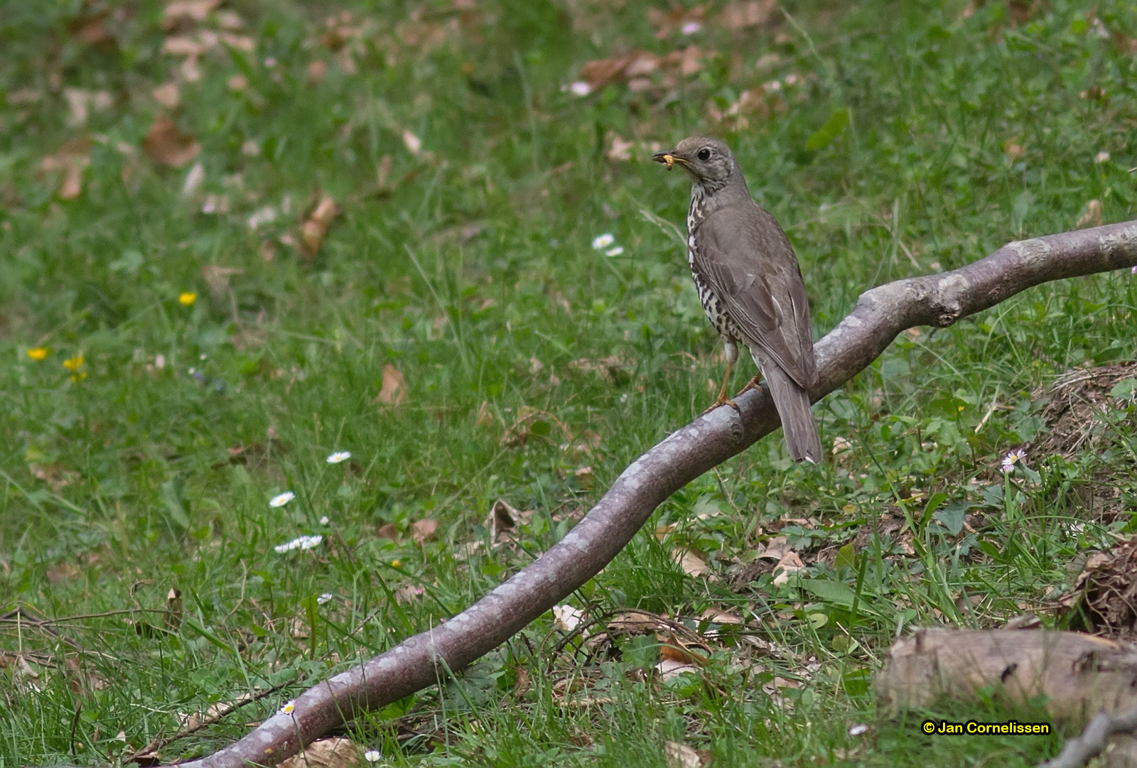 Grote lijster - Mistle Thrush - Turdus viscivorus