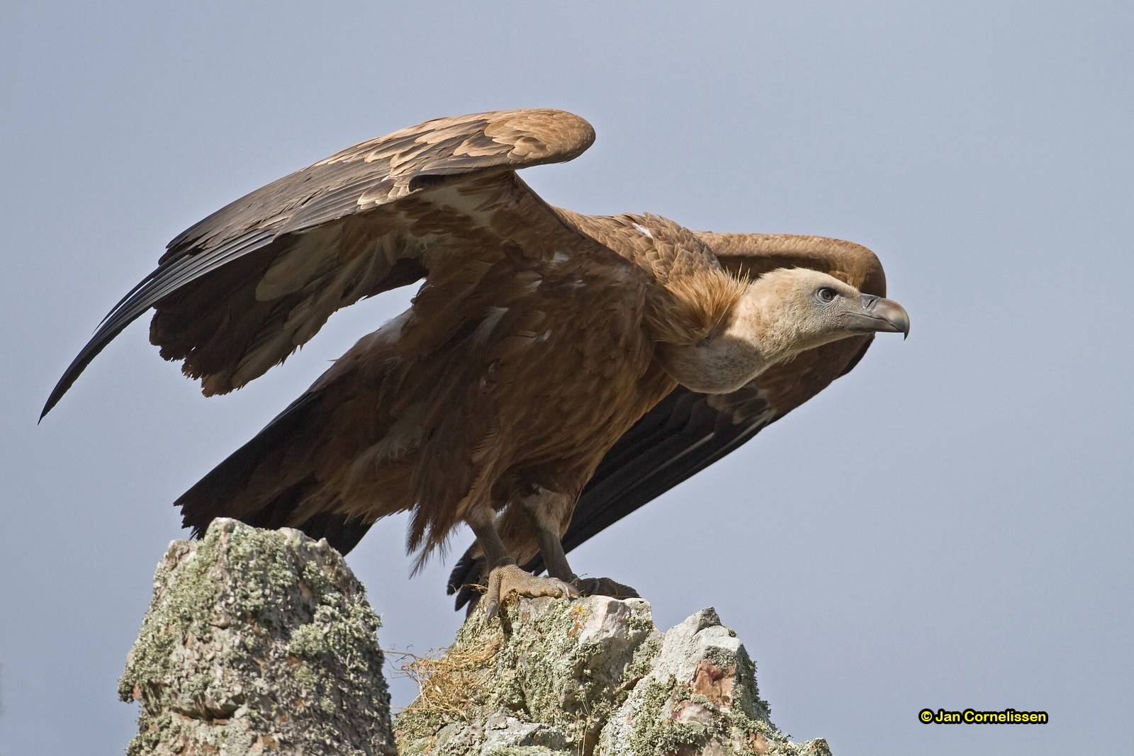 Vale gier - Griffon Vulture - Gyps fulvus
