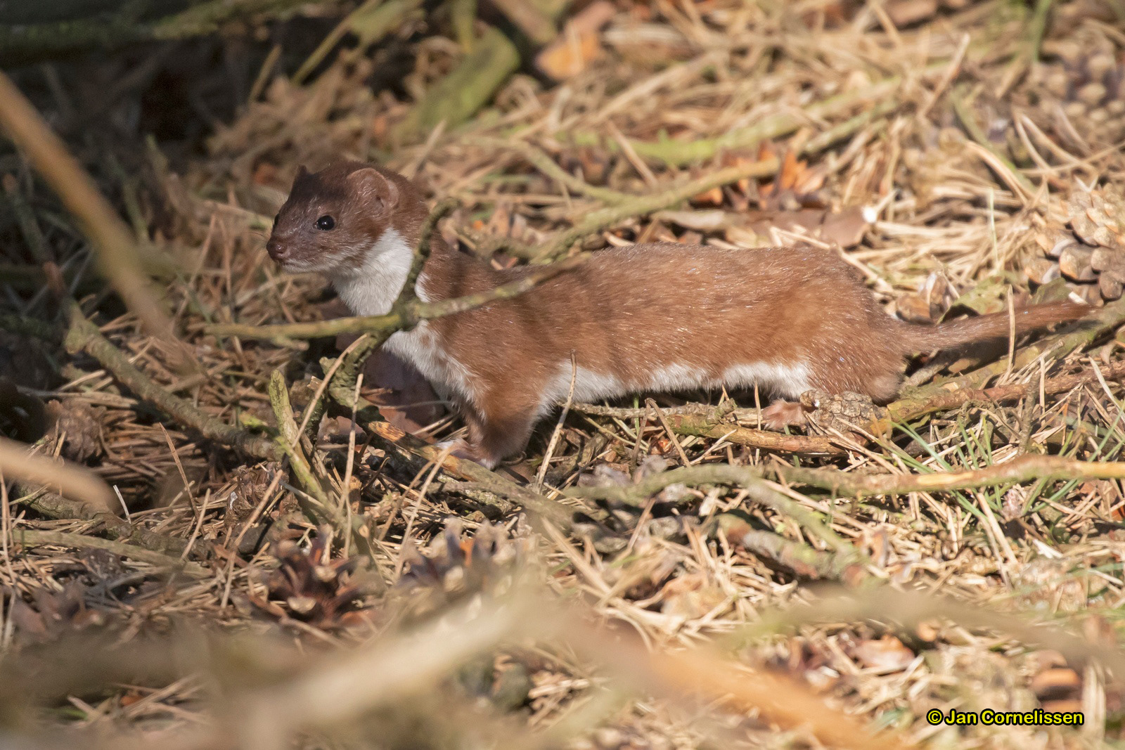 Wezel - Mustela nivalis (Pelt, B)