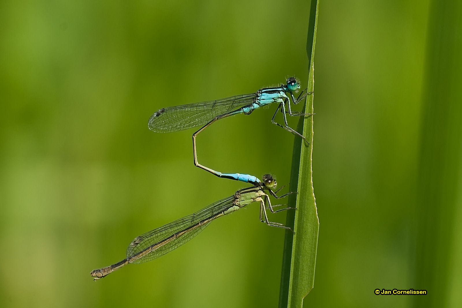 Lantaarntjes - Ischnura elegans (Lommel, B) 2007