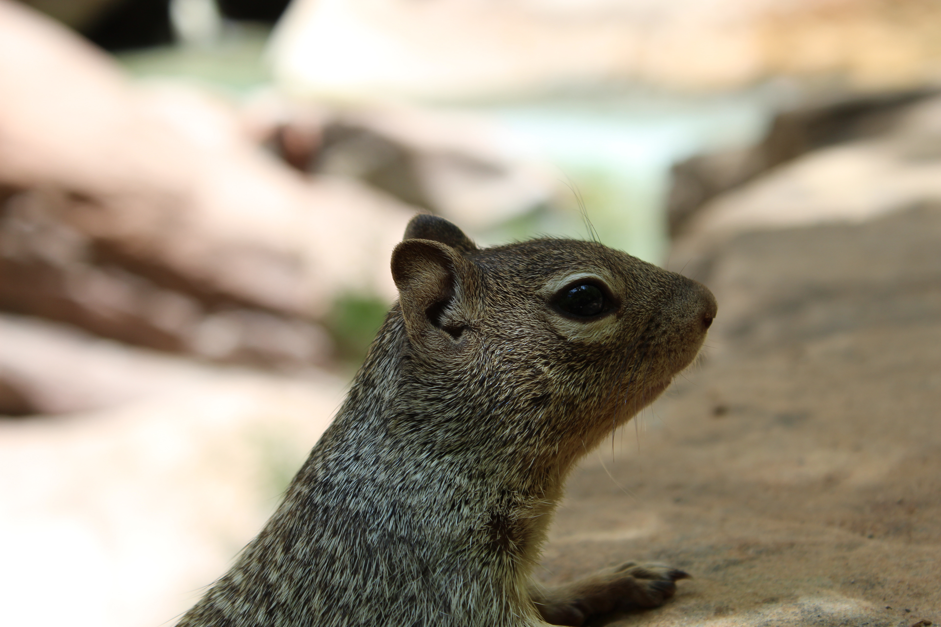 Curious squirrel in Zion NPS