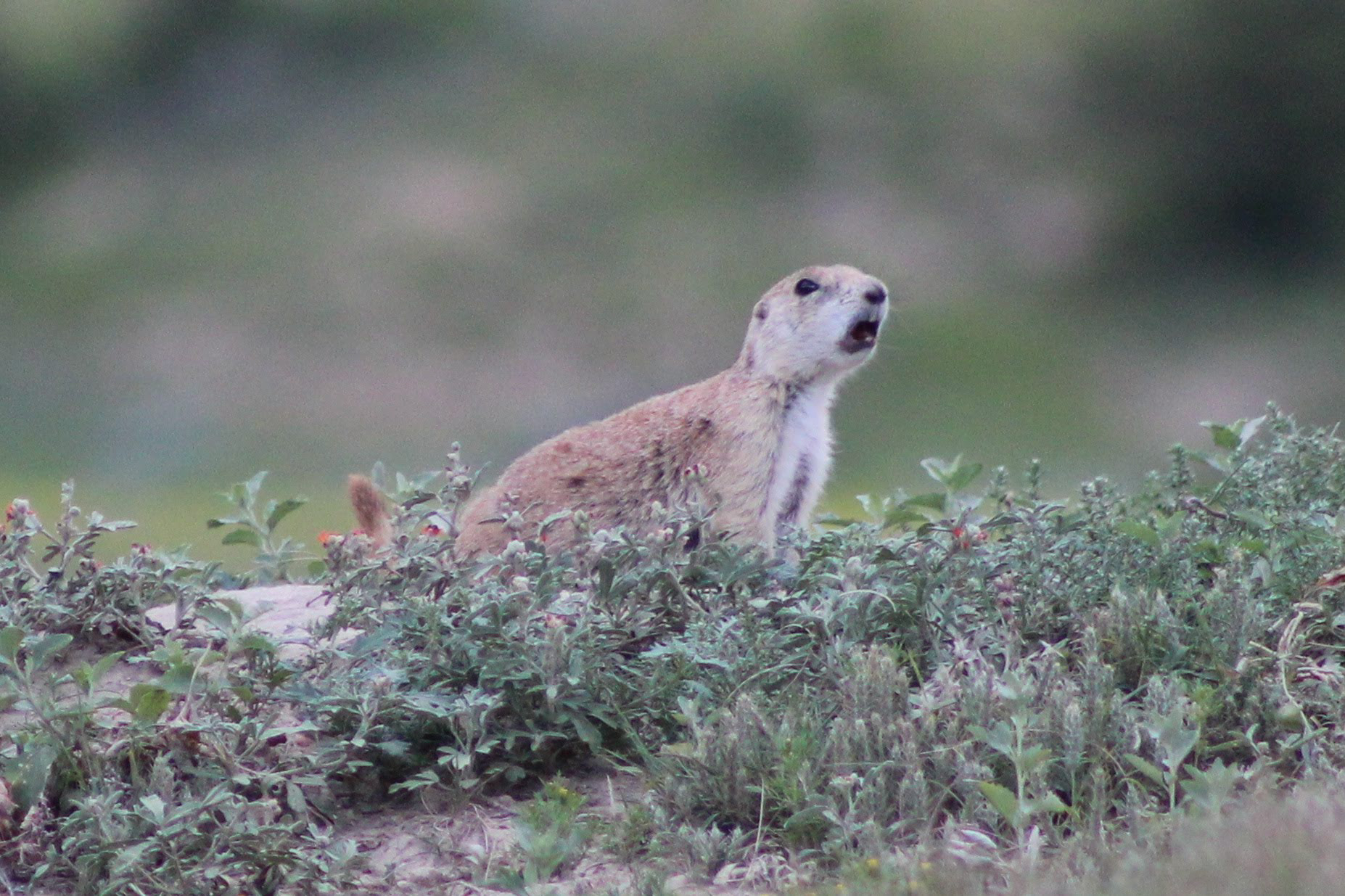 Prairie dog is Theadore Roosevelt NPS alerts the colony of my presence
