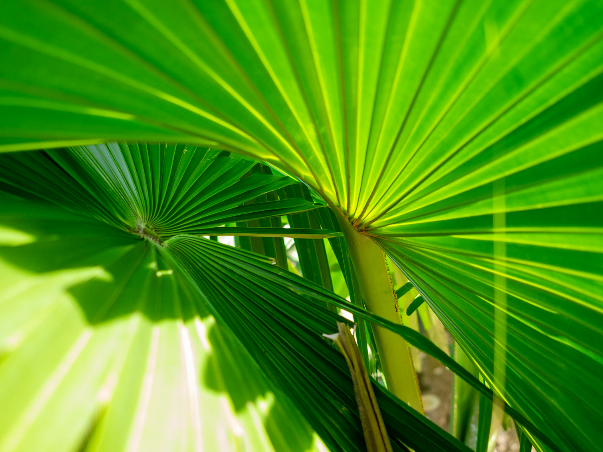 Guadeloupe