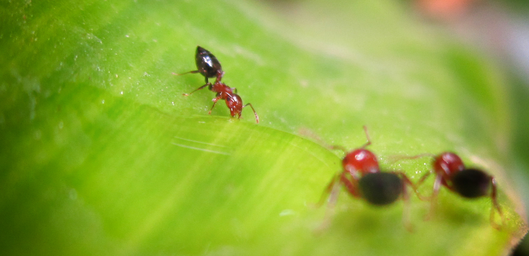 a group of Red Ants drinking water. 