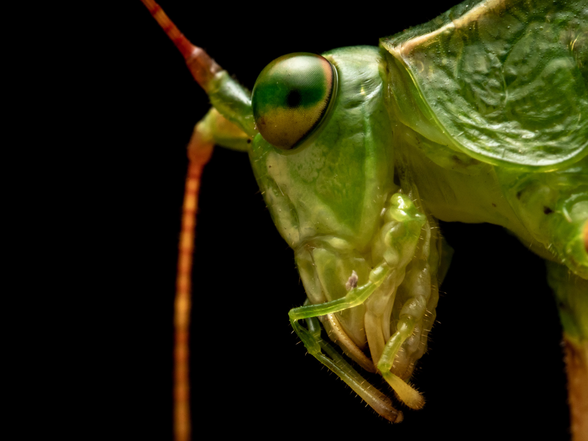 Katydid