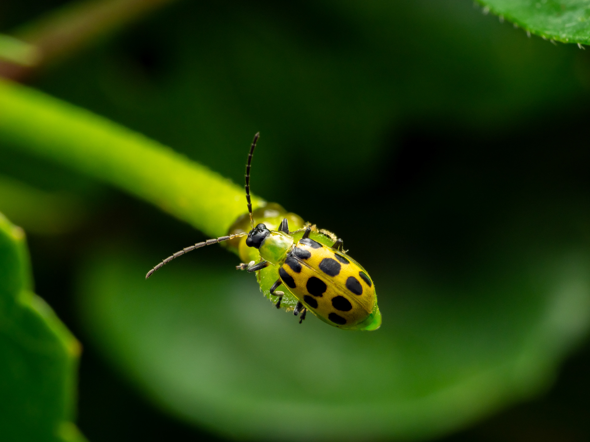 Cucumber Beetle