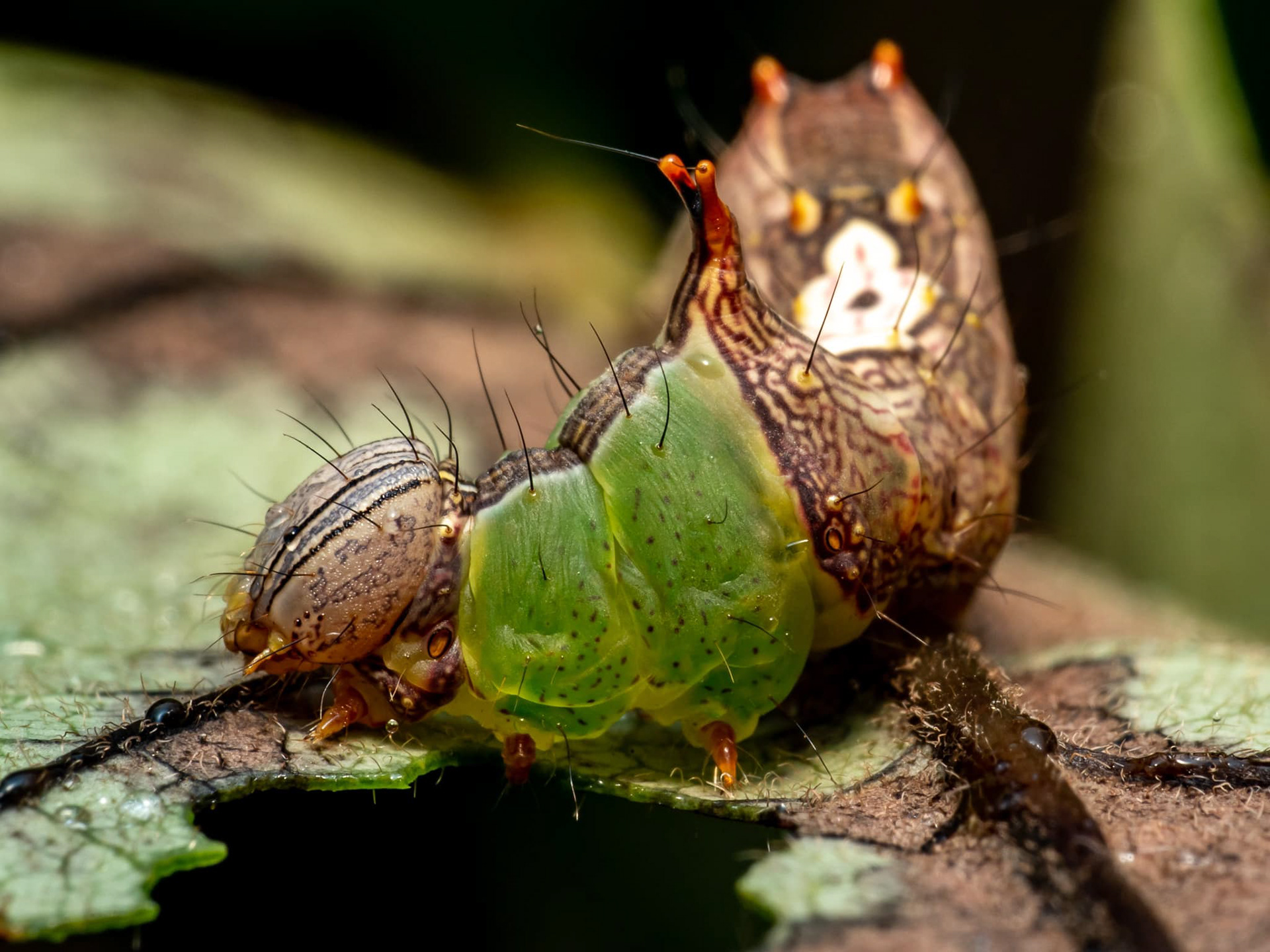 Unicorn Caterpillar (schizura unicornis)