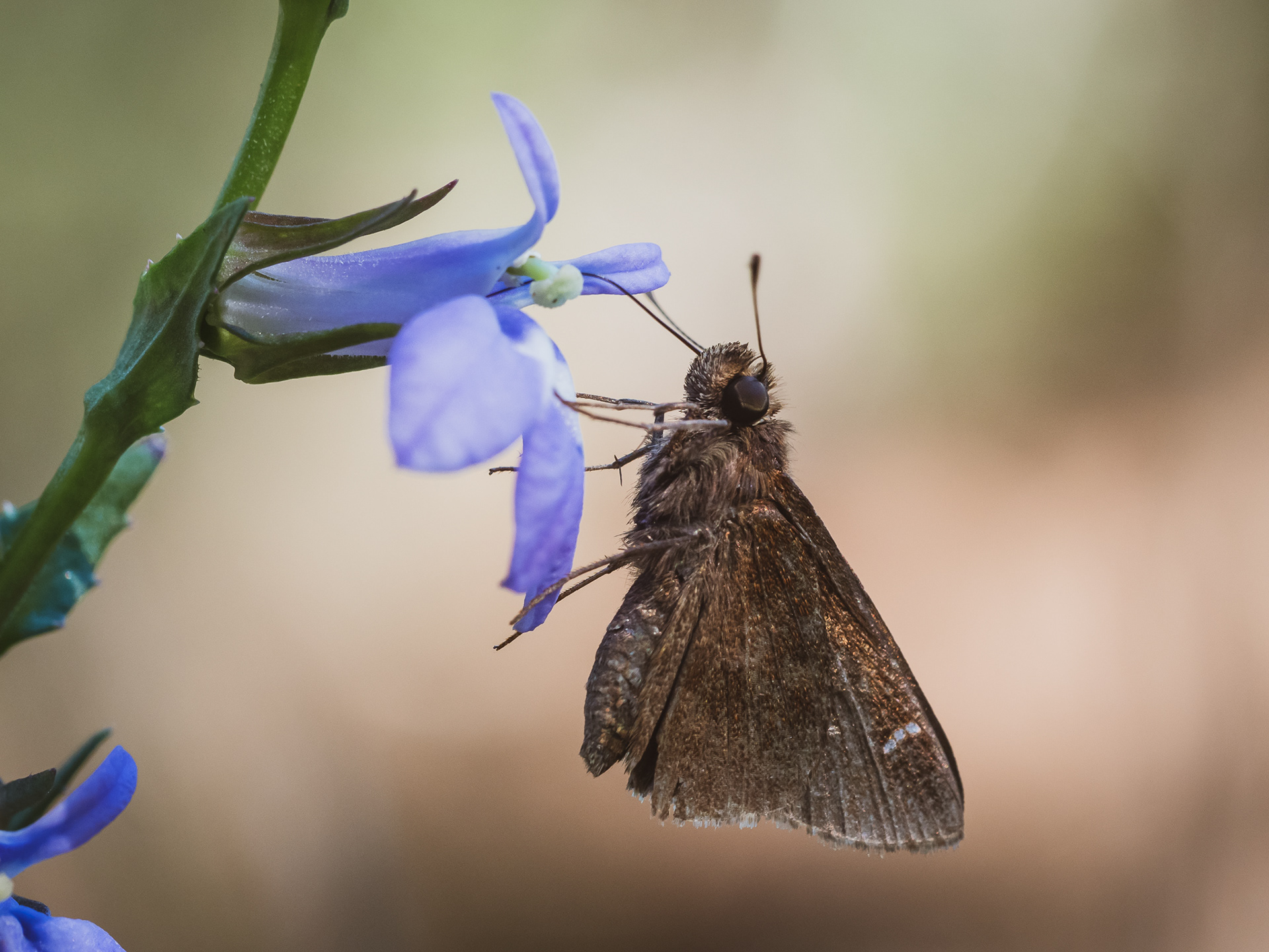 Skipper Butterfly