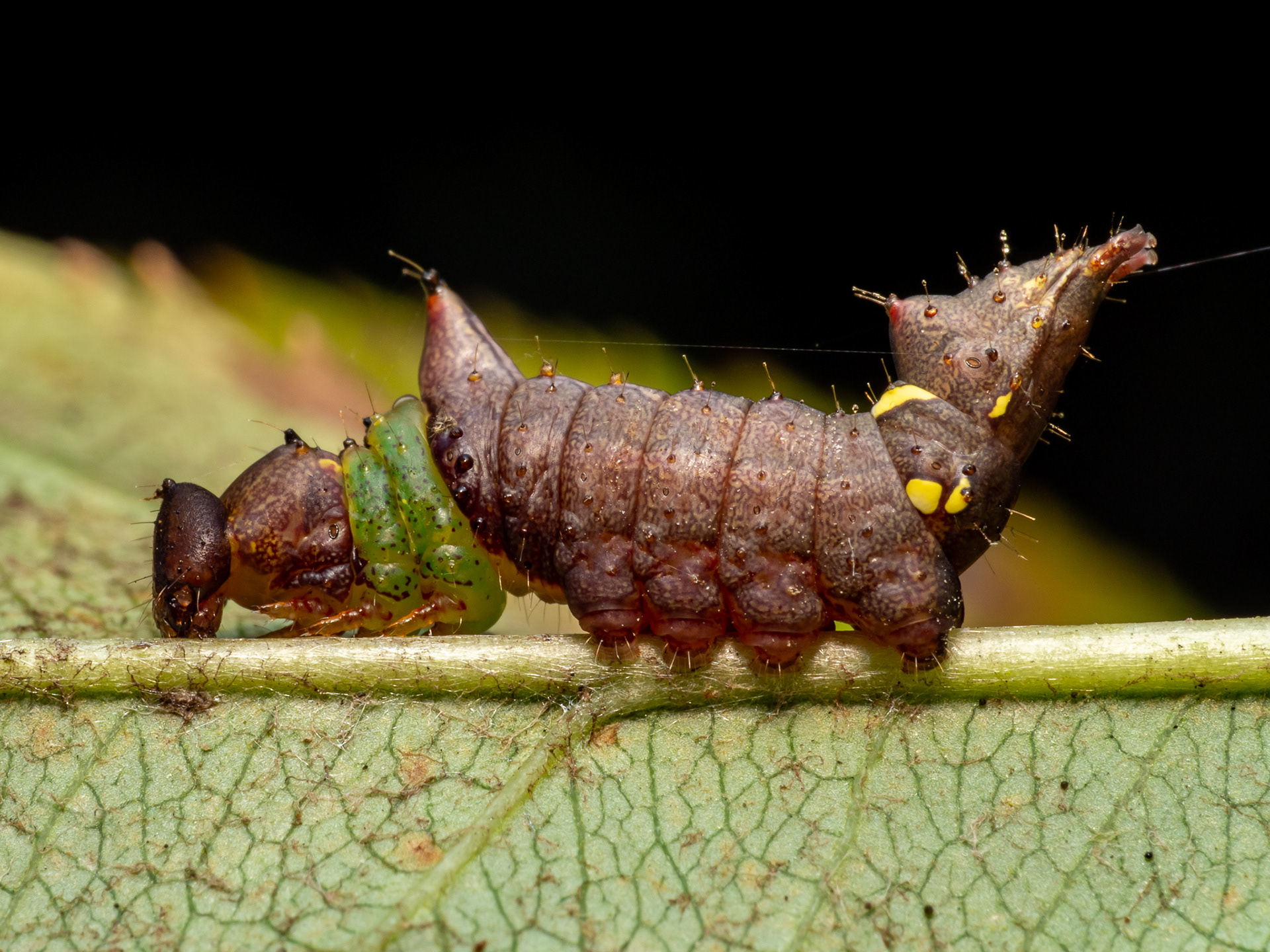 Unicorn Caterpillar (schizura unicornis)