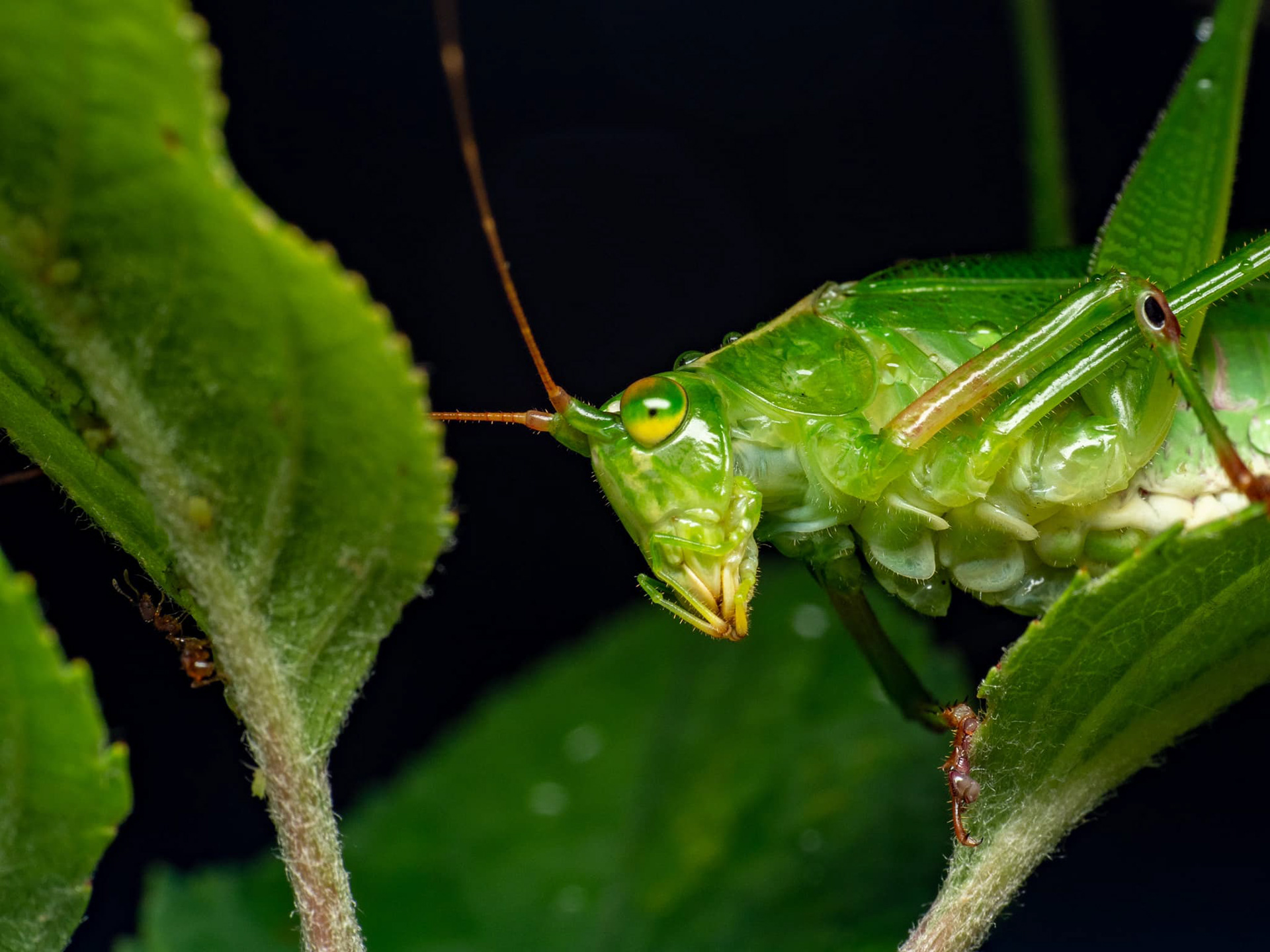 Katydid with a little photobomber