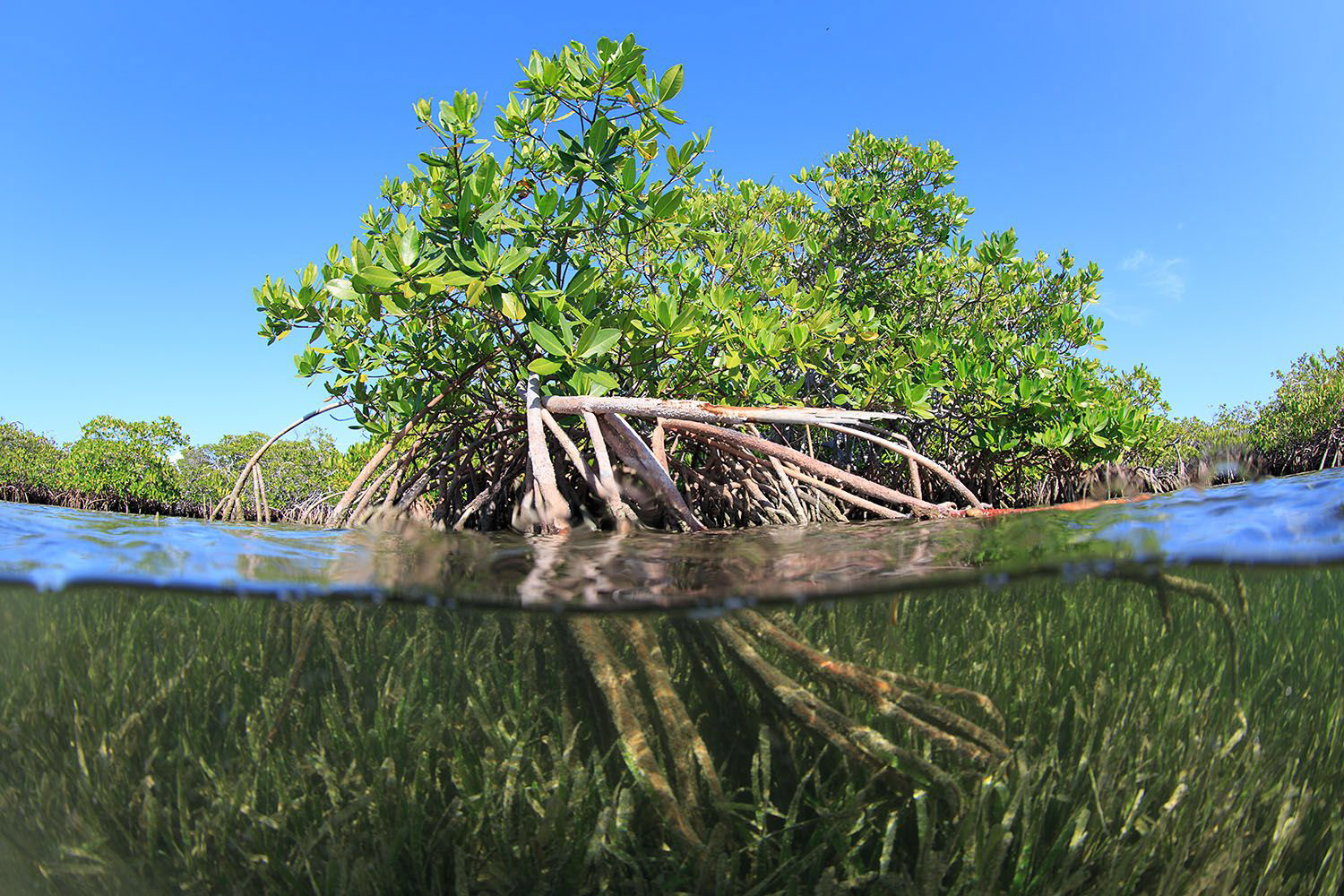 Bernard Radvaner - Underwater Photography - GARDEN OF THE QUEEN CUBA