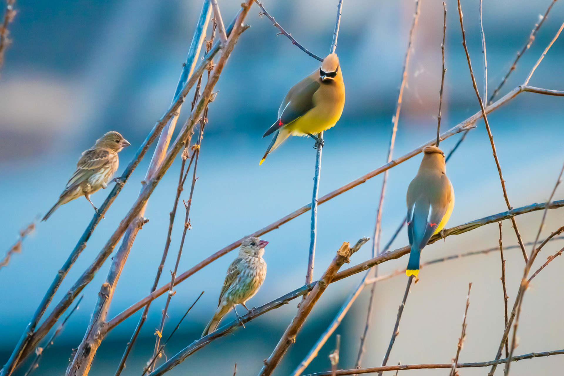 marcus-vorwaller-s-photography-seattle-birds