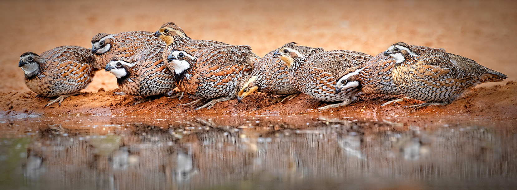 Bob White Quail Texas