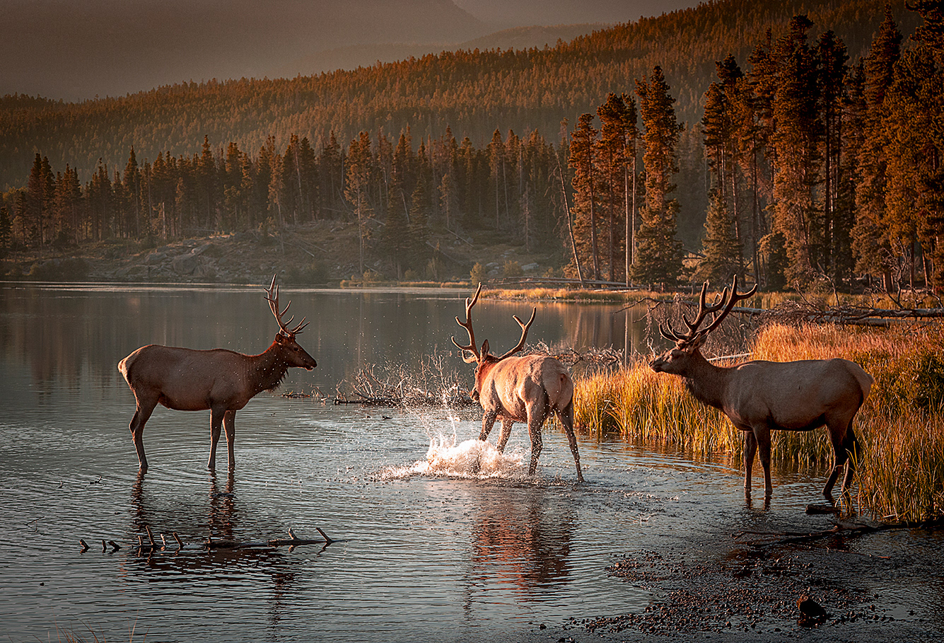 Sunrise Elk at RMNP