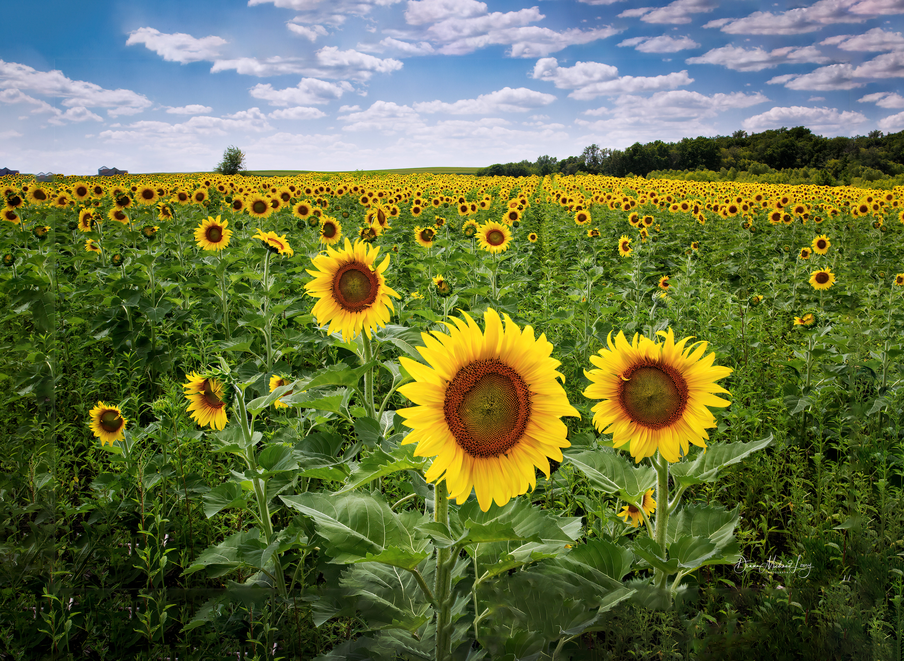 Iowa Farmscapes 4