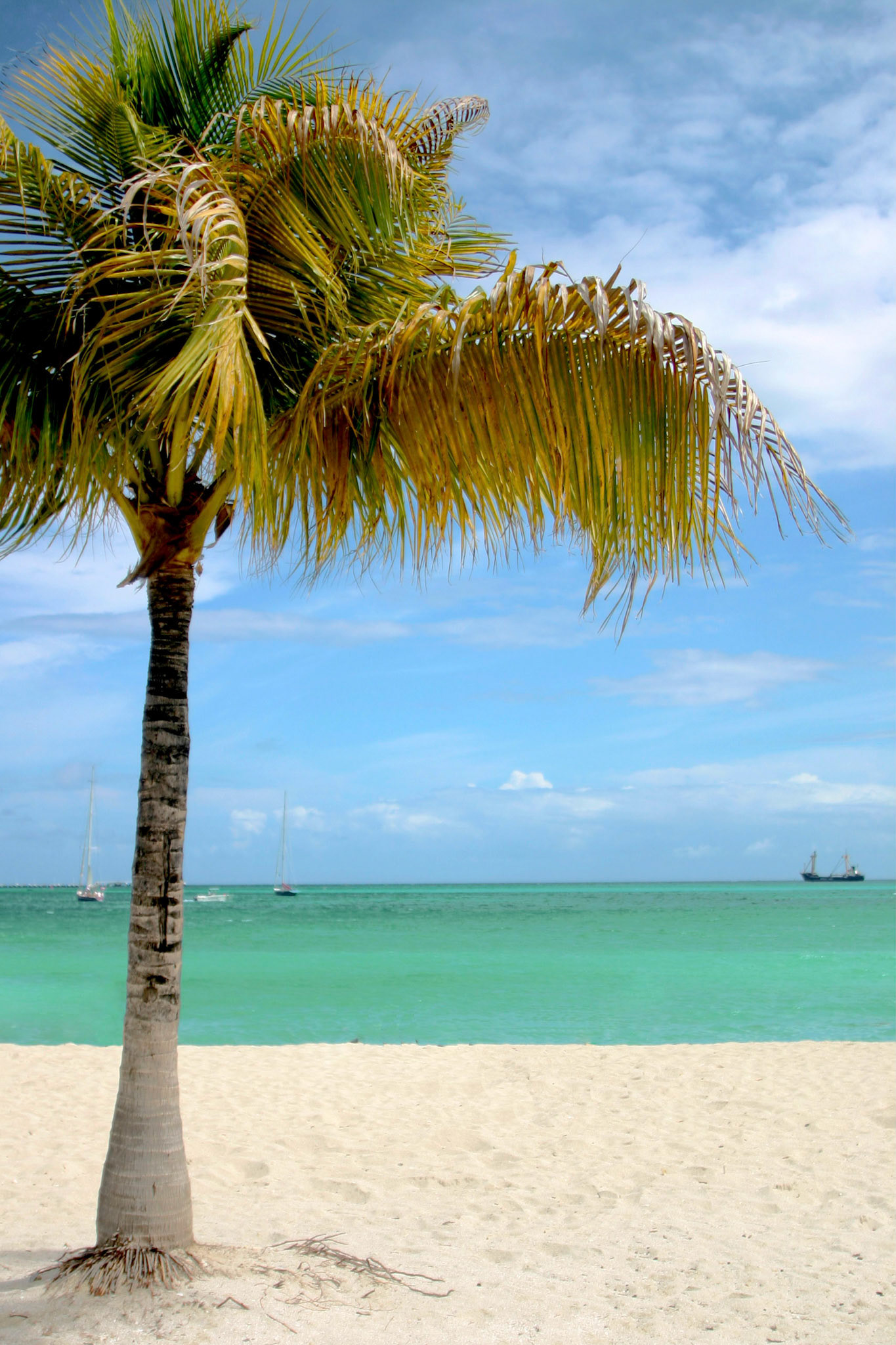 Picture Perfect Postcard