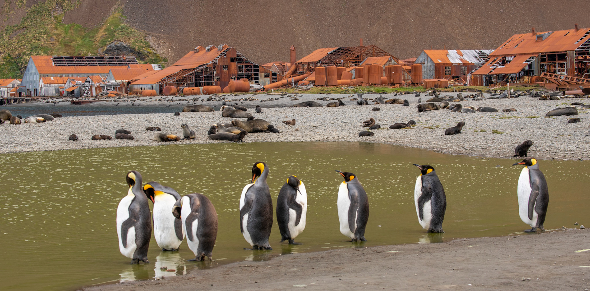Former South Georgia Whaling Station