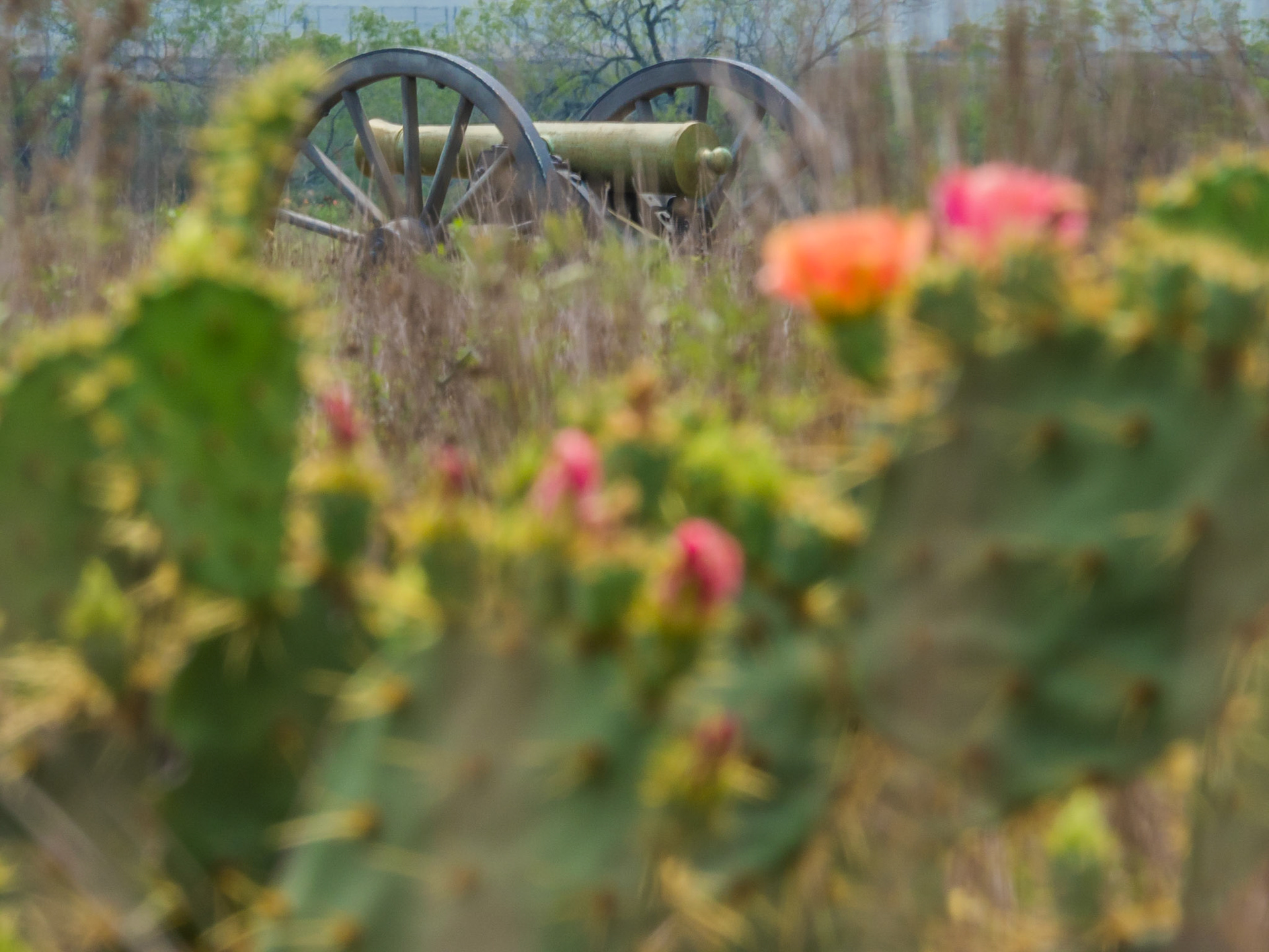 Palo Alto National Battlefield