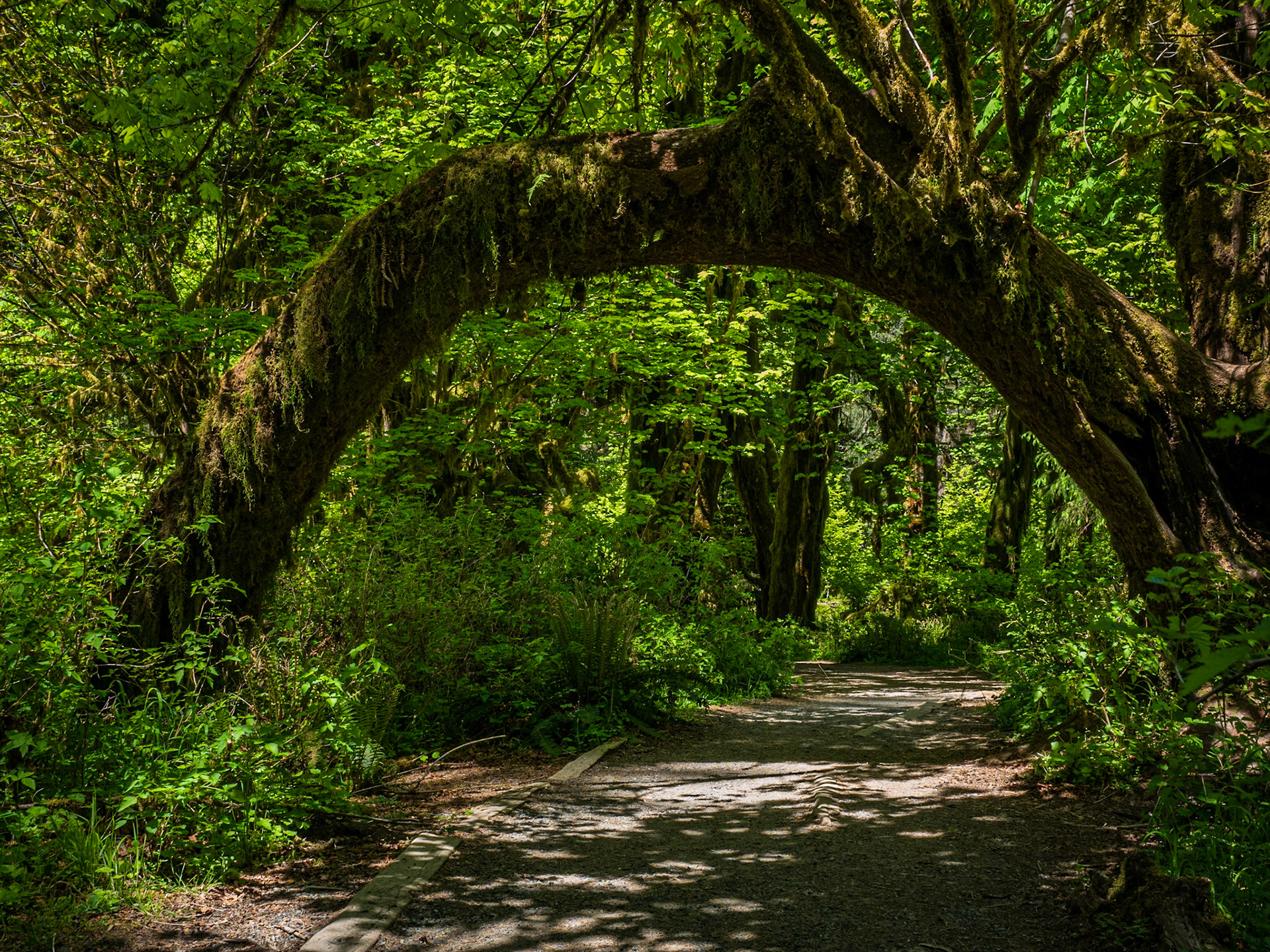 Olympic National Park