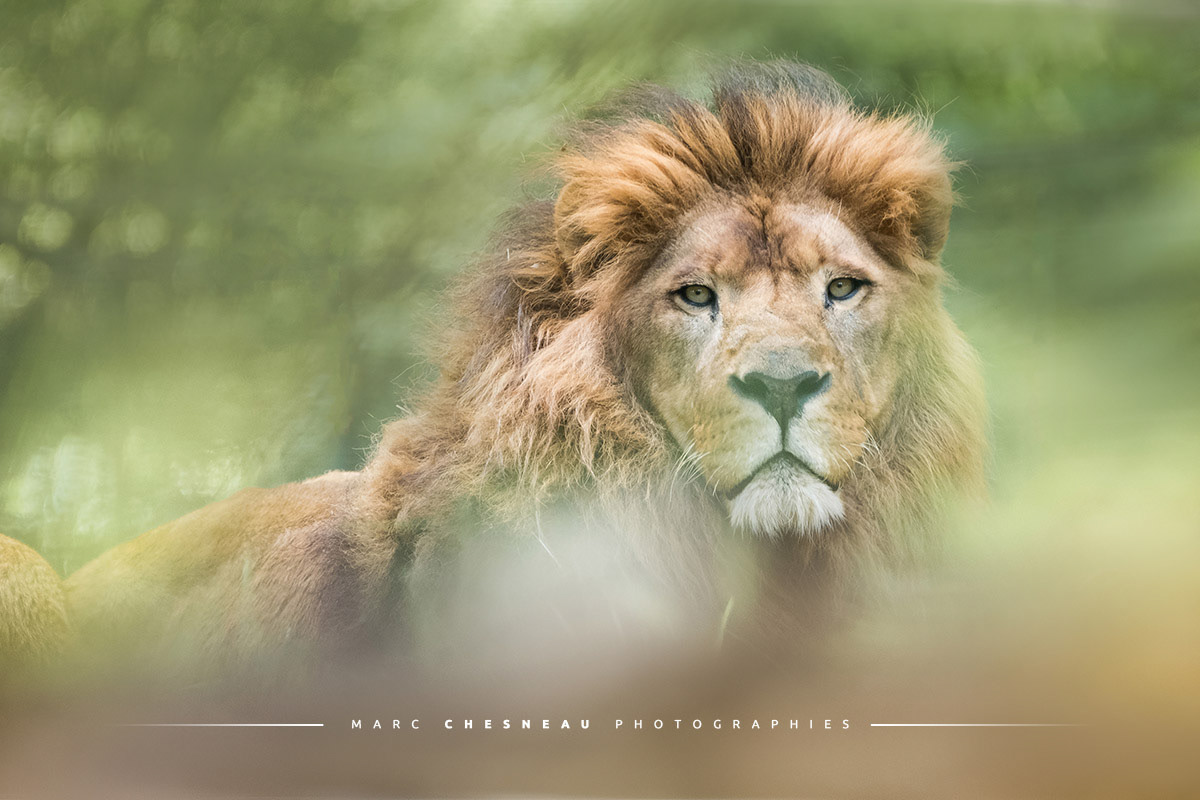 Le roi